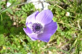 closeup of wild purple flower