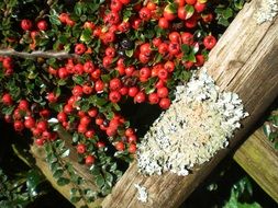 red berries on the Board of the fence