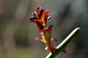 bud bloom in spring