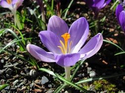 delicate spring flowers