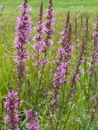 purple loosestrife flower