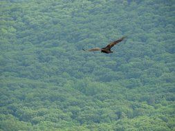 Big bird in flight