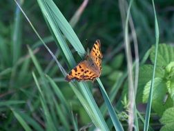 butterfly insect on the grass