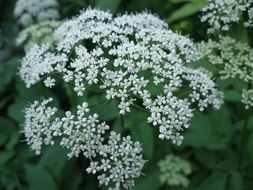 white flower plant close-up on blurred background