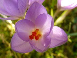 purple crocus with colorful stamens close-up