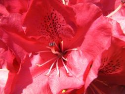 Red rhododendron flowers