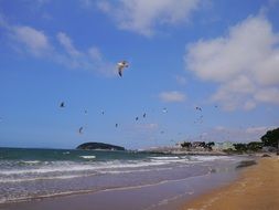 coastline view, seagulls above sand beach, korea, boryeong