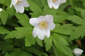 fragrant spring white flowers