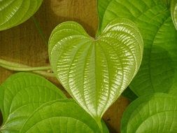 green leaf in form of heart