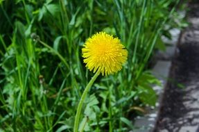 yellow dandelions on the lawn