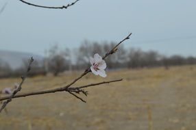 close-up picture of the apple tree flower