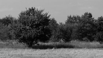parks landscape monochrome photo