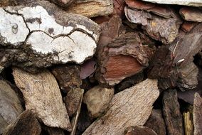 pieces of bark from a tree