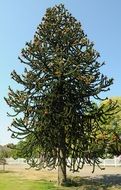 monkey puzzle tree