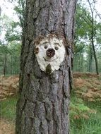 funny tree bark face in forest