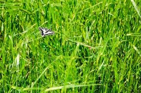 black and white butterfly on a green meadow