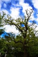tree nature landscape