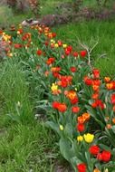 A lot of the tulips in spring