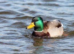 Beautiful and colorful ducks is swimming in the water in spring