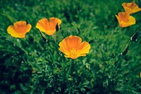 yellow poppies on green grass