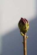 bud of rhododendron flower