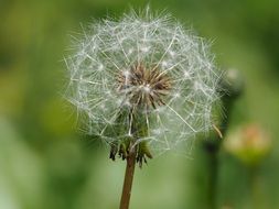 lush dandelion on a stem close up