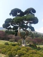 unusual tree with spherical crowns