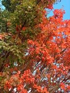 red and green foliage in autumn