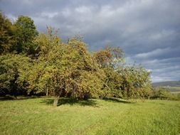 garden trees in a large green meadow