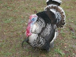 turkey with colorful plumage