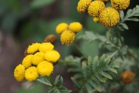 yellow wild flowers blooming