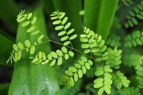 light green leaf