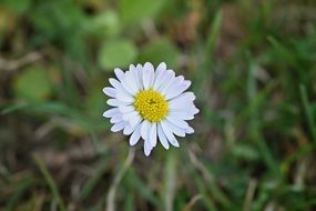 White daisy flower pointed macro photo