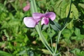 cute purple iris blossom