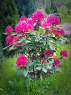 rhododendron flowers blossoming