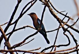 Coracia Bengalensis is a wild bird