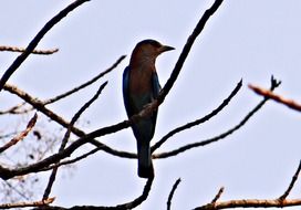 black bird on an autumn bare tree