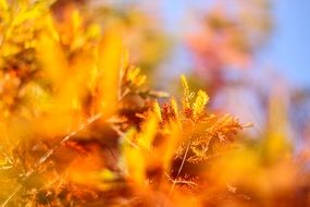 pine branches in spring