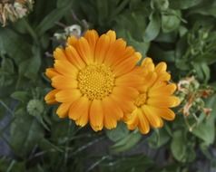 two orange gerbera in flowerbed