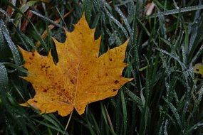 yellow autumn leaf on green grass
