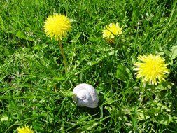 snail on green grass near flowering dandelions