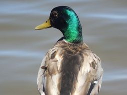 back view of male mallard duck