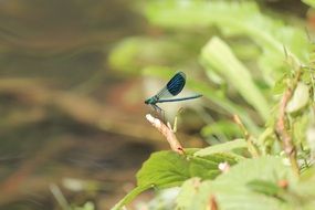 perfect beauty dragonfly