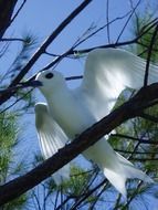 Blue-beaked bird on the tree