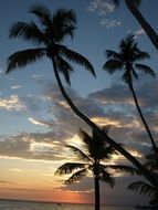 landscape of palm trees at sunset on the canary islands