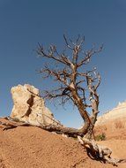 photo of alone dry tree in the desert