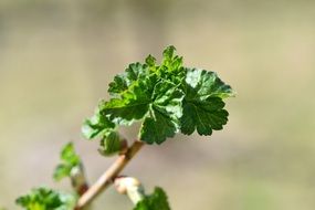 Green sunny young leaves