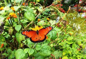 mexican butterfly on a green plant