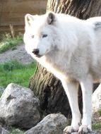 white wolf at a tree with a stone