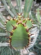 green cactus during drought